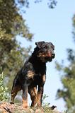 JAGDTERRIER ALLEMAND 013